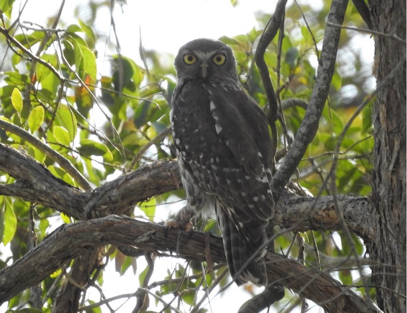 Large Forest Owls Project videos